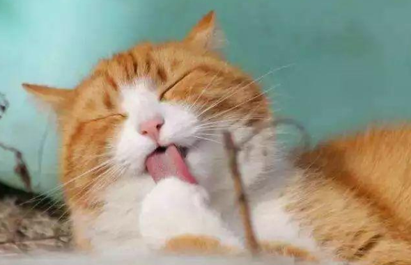 猫洗脸过耳则客至