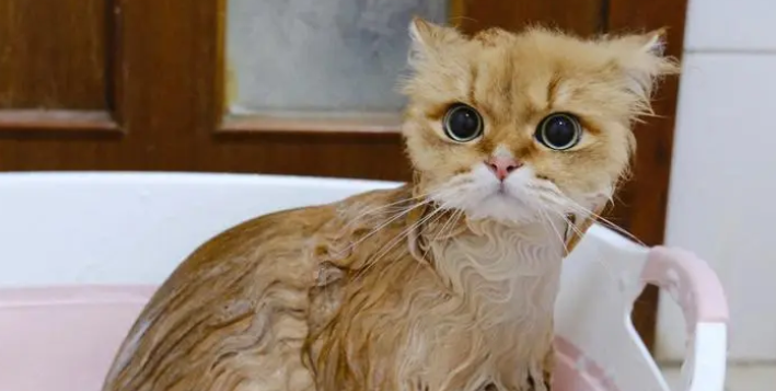 宠物猫需要洗澡吗