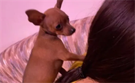小鹿犬怎么洗澡是正确的,你们学会了吗?