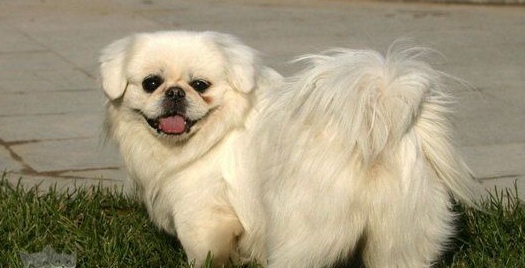 京巴犬泪痕严重怎么办?一文教你办法 京巴犬泪痕严重怎么办?一文教你办法