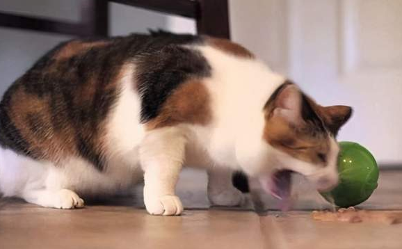 猫咪吐了是因为什么原因呢