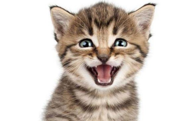 猫的声音为什么听起来嗲