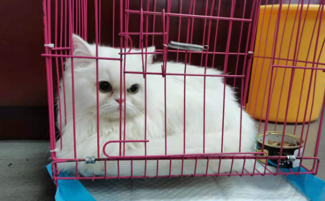 宠物店接猫要注意什么