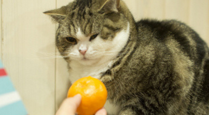 小猫咪恐惧橙子的原因 小猫咪恐惧橙子的原因
