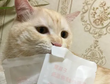 湿鼻子猫粮有什么效果 湿鼻子猫粮有什么效果