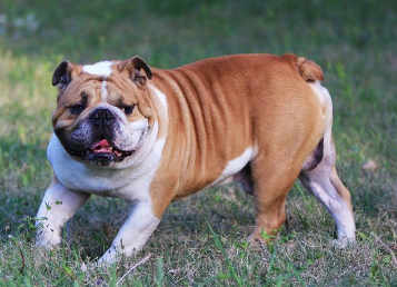 英国斗牛犬呕吐怎么治疗？想养的看过来