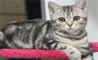 小猫咪到底有多粘人