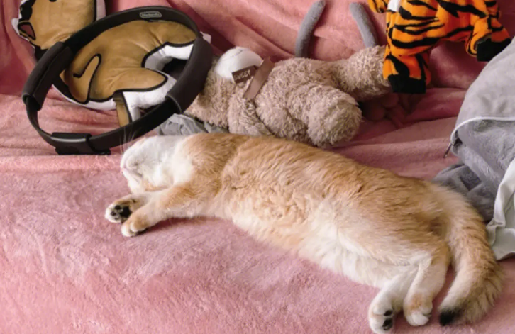 猫咪真会睡觉吗为什么呢