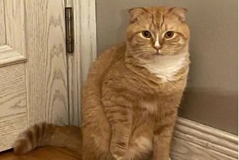 为什么流浪猫都是橘猫,这篇文章有答案! 为什么流浪猫都是橘猫,这篇文章有答案!