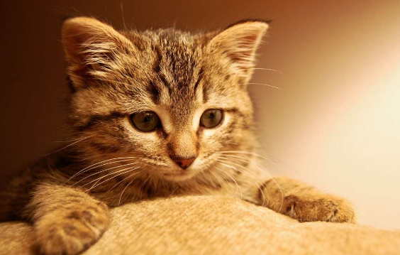 猫吃鹌鹑可能哮喘发作吗