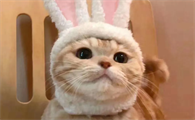 猫咪为什么没抵抗狂犬病毒