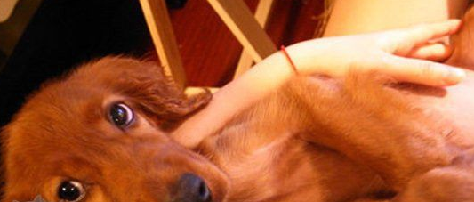 爱尔兰雪达犬产后有恶露怎么办？学会这几招，轻松搞定！