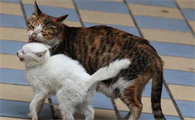 小猫不见了母猫会找几天