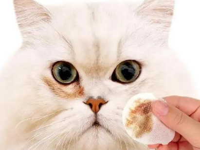 为什么猫咪的泪痕很深
