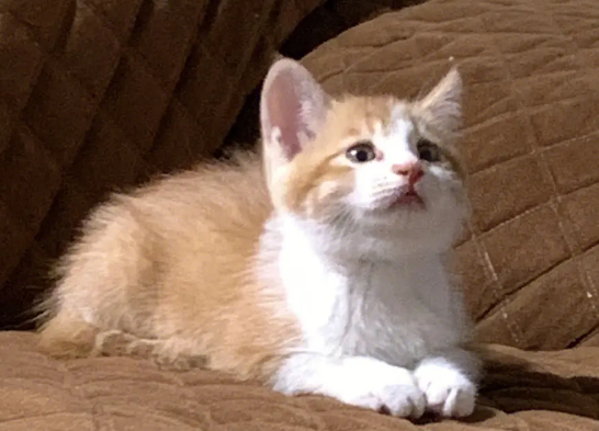 田园猫要打猫三联吗?来这里了解下吧-宠物网