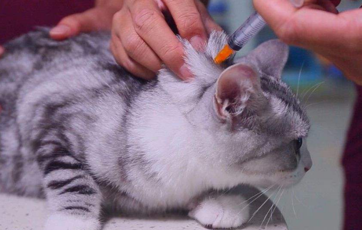 猫三联每针间隔多久