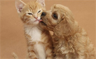养猫累还是养狗累