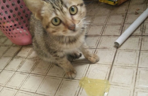 为什么我家猫老是吐