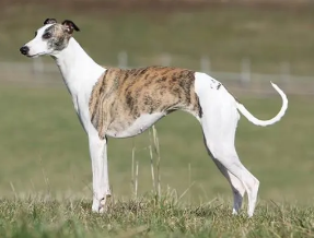 惠比特犬怎么喂养?感兴趣的看看~ 惠比特犬怎么喂养?感兴趣的看看~