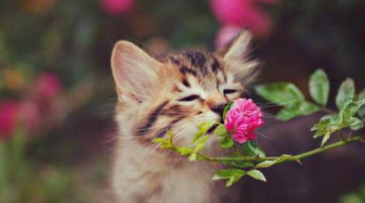 养猫买什么花好 养猫买什么花好