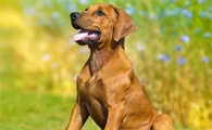 怎么训练罗得西亚脊背犬？铲屎官来看看吧