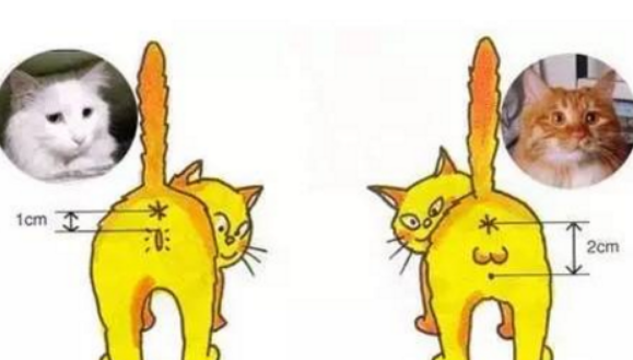 刚出生小猫公母分辨图