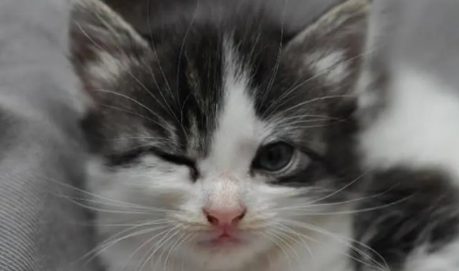 猫咪为什么那么久不眨眼呢 猫咪为什么那么久不眨眼呢