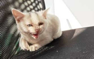收养一只性子很野的流浪猫,是什么样的体验 收养一只性子很野的流浪猫,是什么样的体验