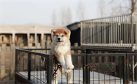 秋田犬容易得什么病？这里有答案！
