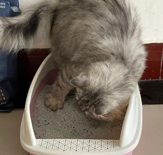 猫砂倒进蹲厕堵了怎么办
