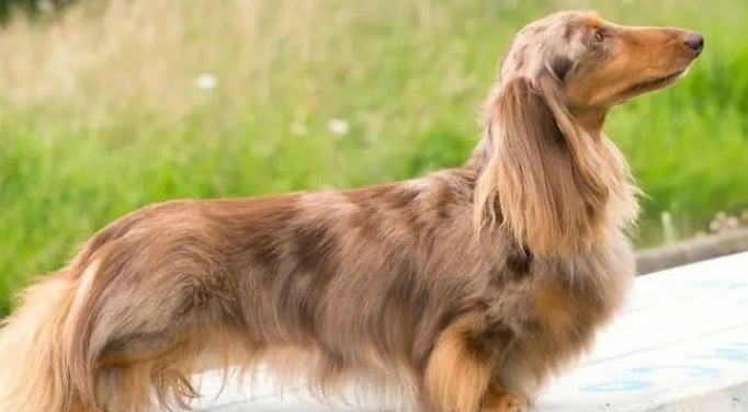 长毛腊肠犬价格?这种狗狗怎么样? 长毛腊肠犬价格?这种狗狗怎么样?