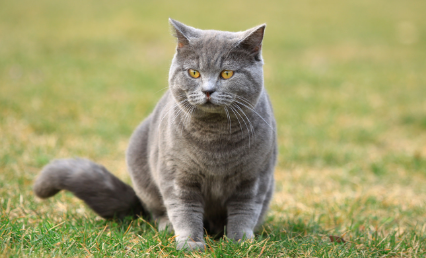英国短毛猫的特征和特点