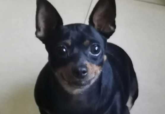 小鹿犬呕吐怎么回事？是什么原因引起的？