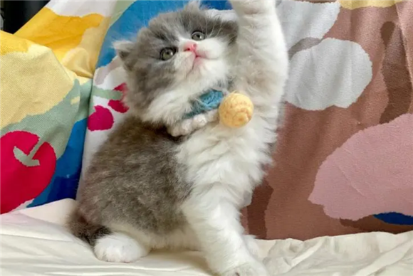 猫咪洗澡为什么会把头剃了一块