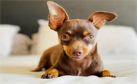 小鹿犬为什么喜欢钻被窝?想养的人来看看吧