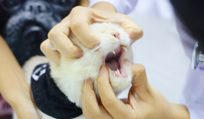 猫咪全口拔牙为什么呢