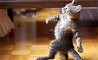 猫咪跳舞不愿分离为什么还叫