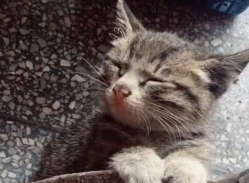 小猫咪守着炉子取暖,弄得灰头土脸,眉毛都快烤焦了 小猫咪守着炉子取暖,弄得灰头土脸,眉毛都快烤焦了
