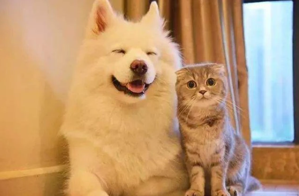 猫和狗的结合体 猫和狗的结合体