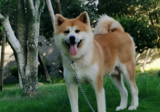 秋田犬怀孕期间怎么照顾?你必须了解 秋田犬怀孕期间怎么照顾?你必须了解