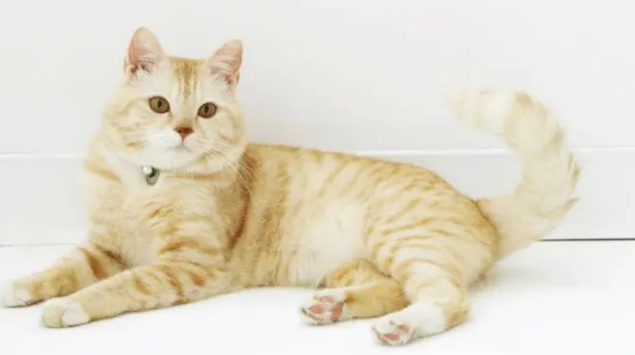 母猫不想绝育也不想生小猫怎么办