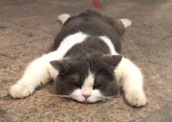 猫咪出门为什么趴着走不动路