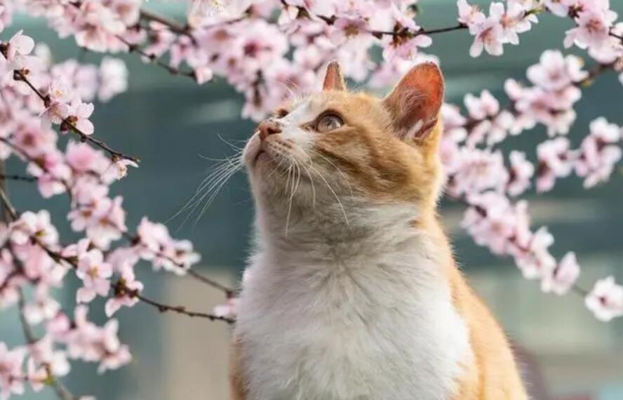 猫怕桃花吗