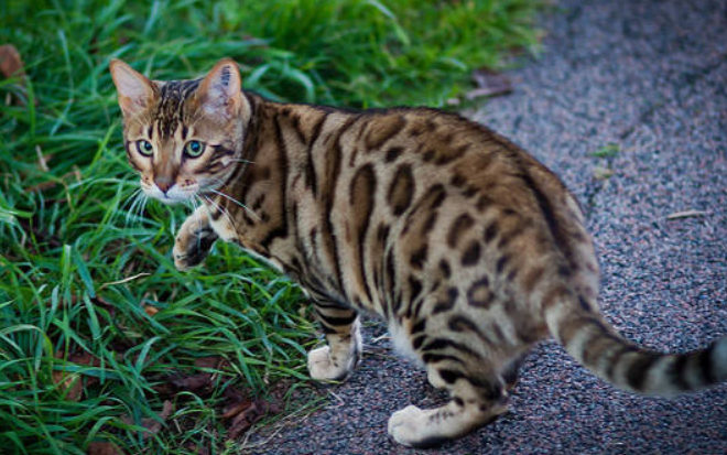 怎样区分豹猫和狸猫？看这里就知道了~