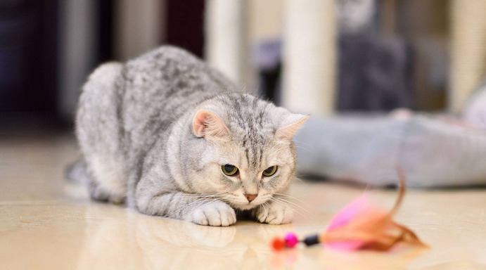为什么说情侣不能养猫