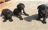 卡斯罗幼犬品相怎么挑？不知道的来这瞧瞧