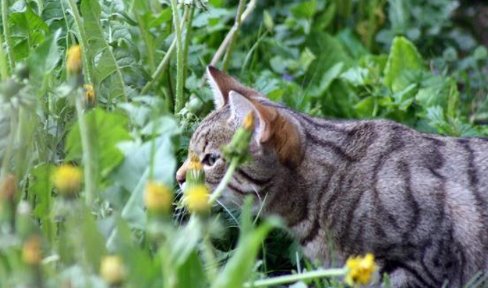 猫猫不喜欢的植物 猫猫不喜欢的植物