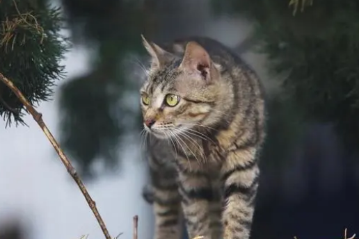 狸花猫卖300一只正常吗
