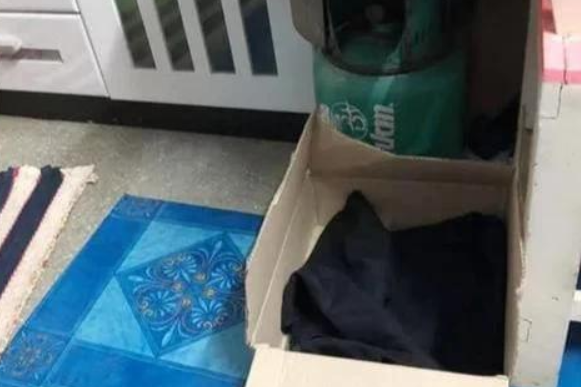 流浪猫妈为了小猫能活下去,主动把小猫送给人类,自己悄然离开 流浪猫妈为了小猫能活下去,主动把小猫送给人类,自己悄然离开
