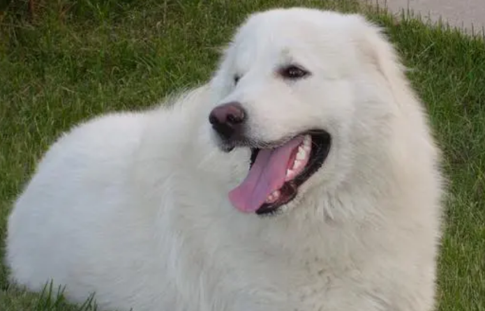 大白熊犬怎么洗澡?来看看吧 大白熊犬怎么洗澡?来看看吧